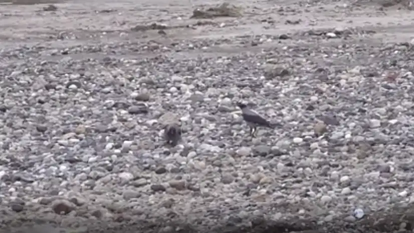 Kayseri'nin de aralarında olduğu 6 ilde sayım yapıldı! 74 tür tespit edildi