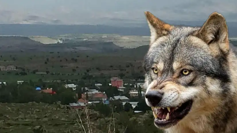 Kayseri'nin o mahallesinde korkutan olay! Kurdu bakın nerede, nasıl gördüler?