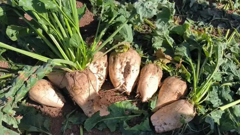 Kayseri Şeker'den çiftçiye 200 milyon destek