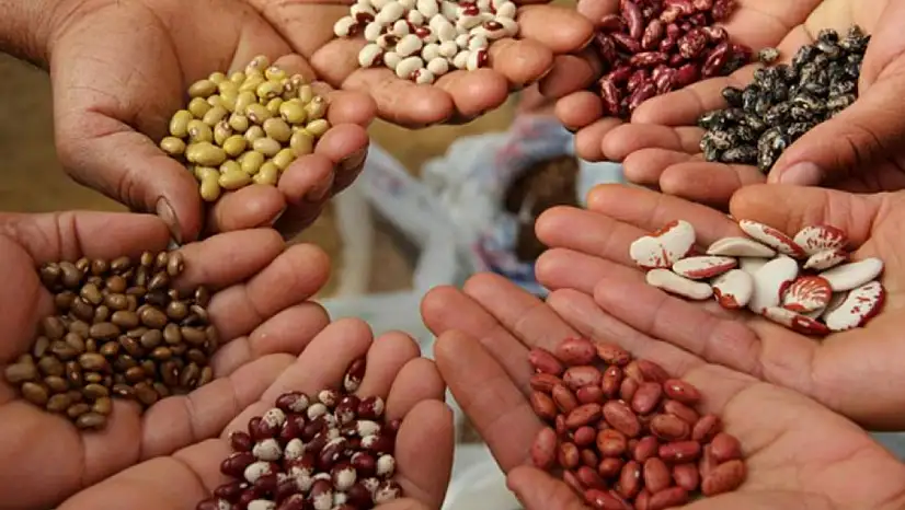Kayserili çiftçilerin beklediği haber geldi! 301 milyon liralık ödeme hesaplarda