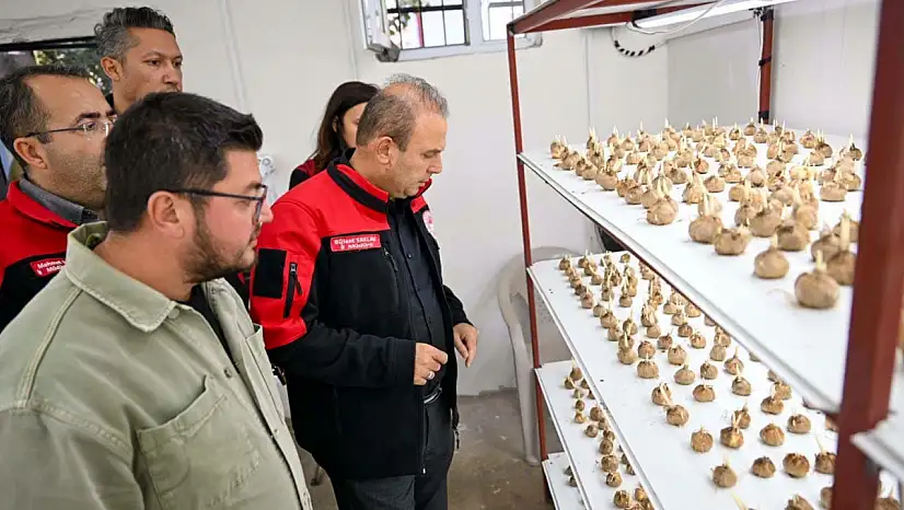 Kilosu 900 bin TL! Kayseri'de yetiştirilen 'altın' ürün incelendi