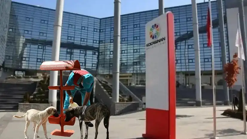 Kocasinan Belediyesi'nden can dostlarına destek