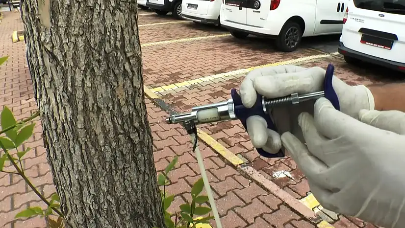 Kocasinan'da ağaçları koruma yöntemi: Arborjet adlı ilaç