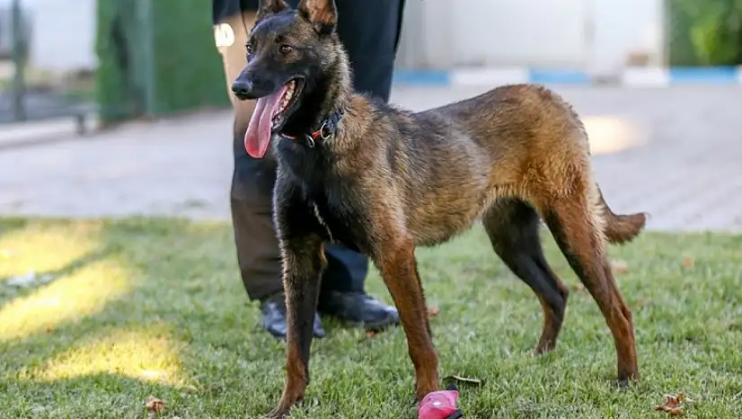 Köpekle tehdit eden yandı