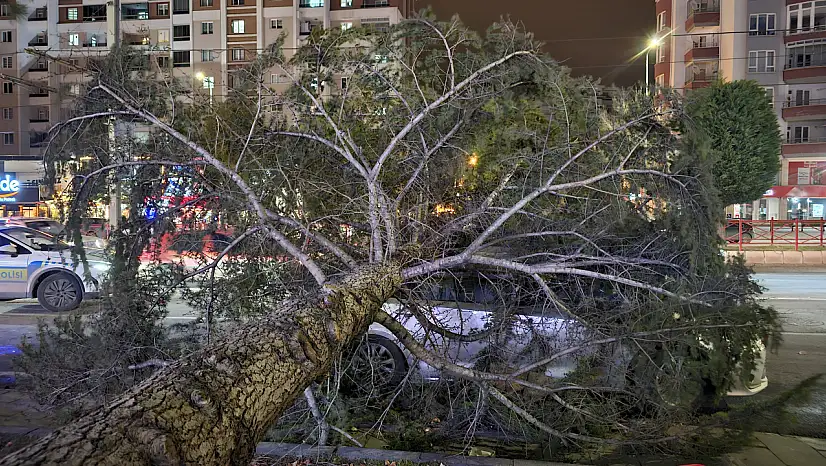 Meteoroloji Uyarmışt! Şiddetli rüzgar ağacı kökünden söktü