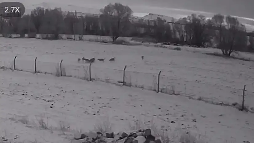 Pınarbaşı'da ilçeye inen kurtlar köpeği parçaladı!