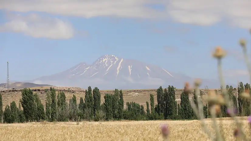 Sadece Kayseri'de üretiliyor! 38 çeşit yemeği yapılıyor, hasat başladı