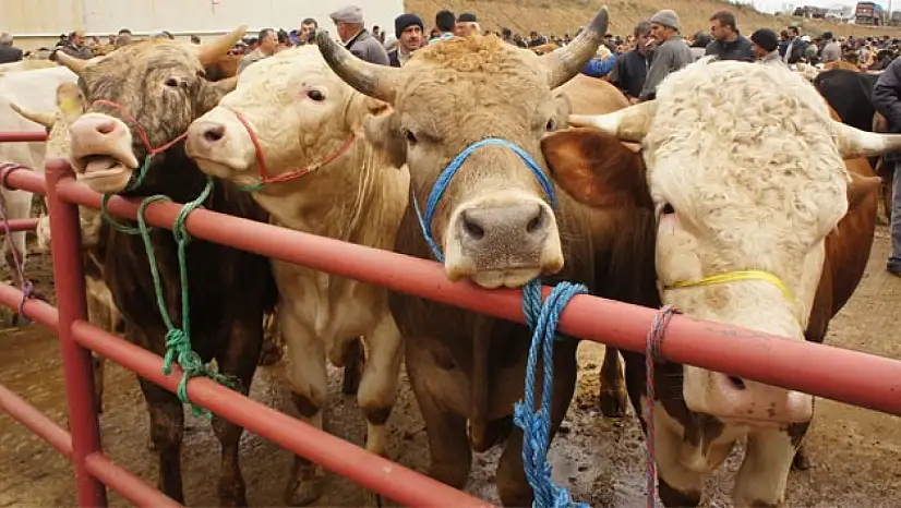 Son dakika! Kayseri'de kurban hisse fiyatları açıklandı