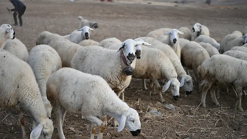 Sürüler 19'dan 150'ye çıktı: Kayseri'de, meralar şenleniyor