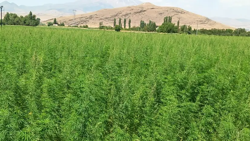 Susuz arazide bile başardı! Üretimi 1 dekardan 40 dekara ulaştı