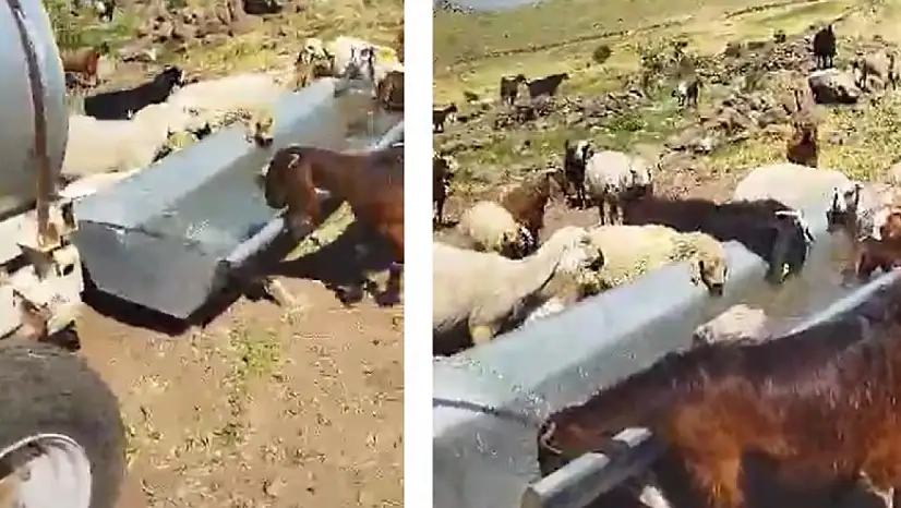 Yaylada sular çekildi, iki bin koyun susuz kaldı!
