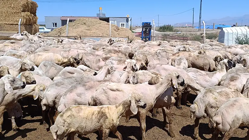 Yeşilhisar'da kırkım başladı