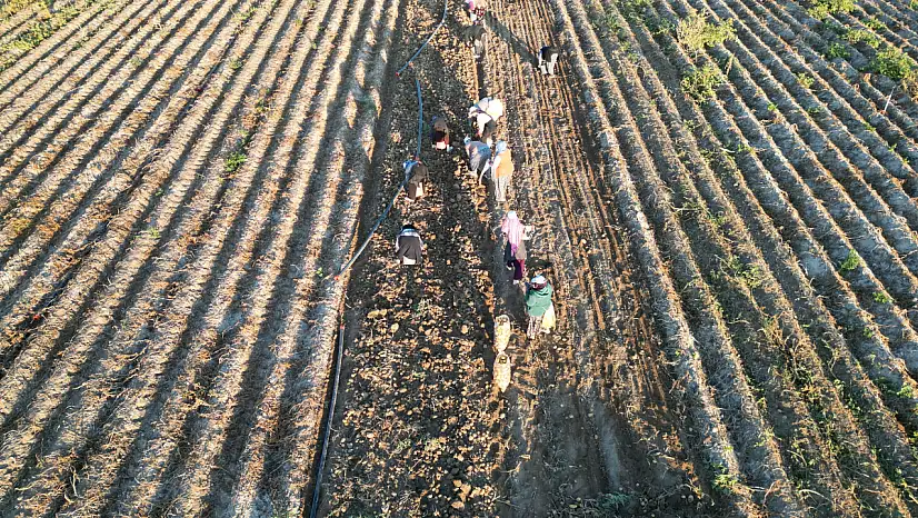 Yeşilhisar'ın altınında hasat başladı