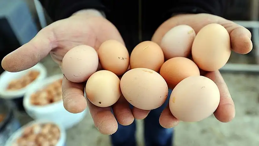 Yumurta fiyatları son 3 haftadır düşüyor... Son rakamlar