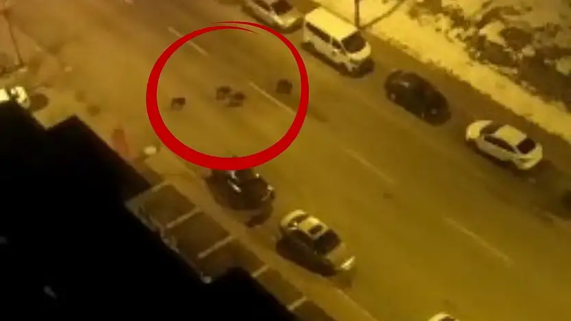 Kayseri'de aç kalan yaban domuzları merkeze indi