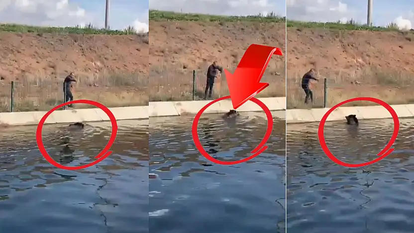 Kayseri'de şaşırtan görüntü! İple domuz kurtarma operasyonu