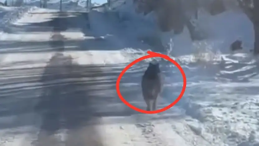 Kayseri'de endişelendiren görüntü! O anlar kameralara yansıdı