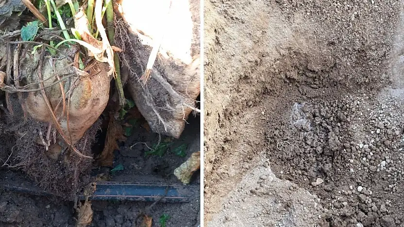 Kayseri'de şeker pancarı üretiminde bir devir kapanıyor! Maliyet bakın nasıl düşürüldü