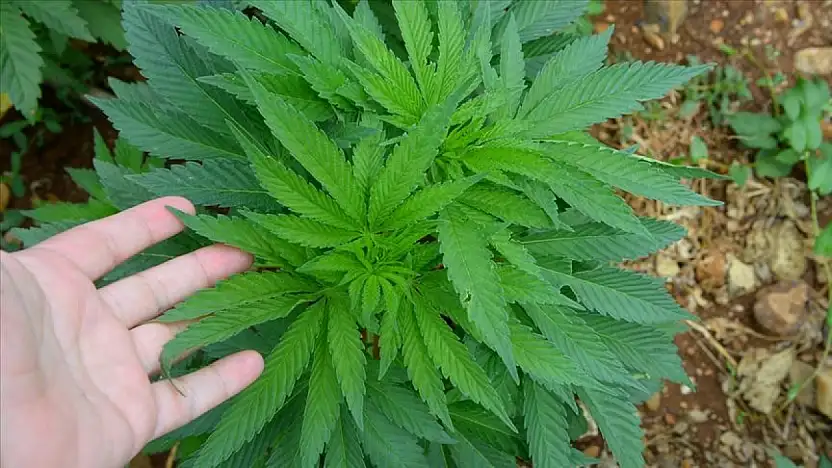 Kayseri'de çiftçinin yüzünü güldürecek 'Yeşil Altın' dönemi başlıyor