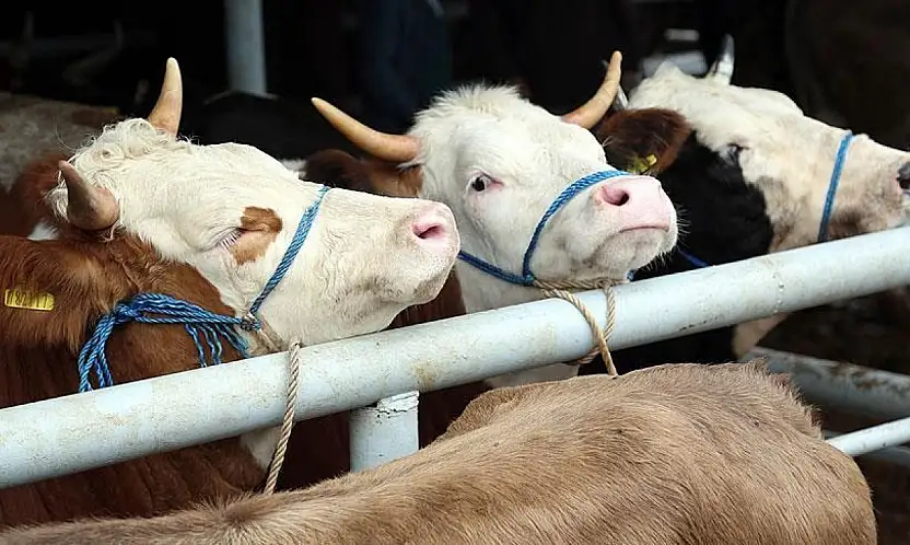 Kayserili üreticiler dikkat! Başvuru tarihleri değişti