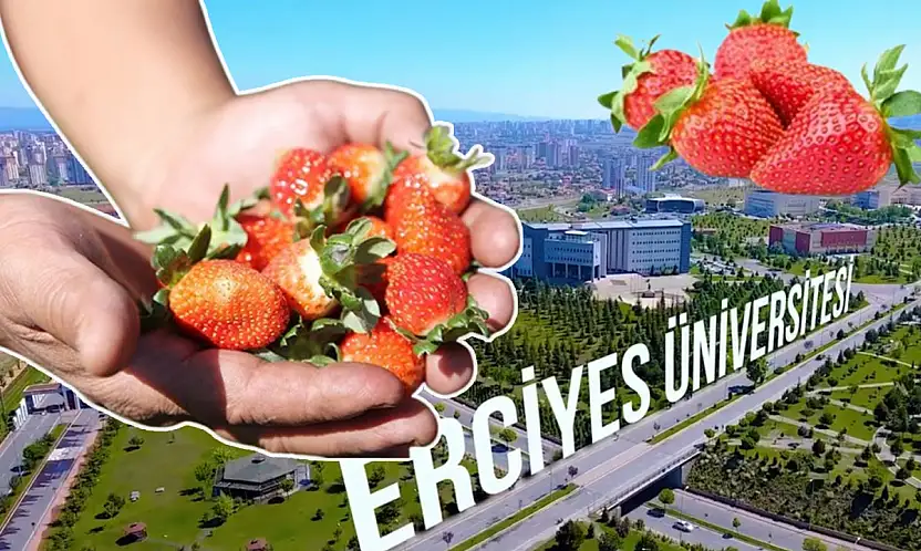 Erciyes Üniversitesi çilek satacak! Kilosu 120 lira