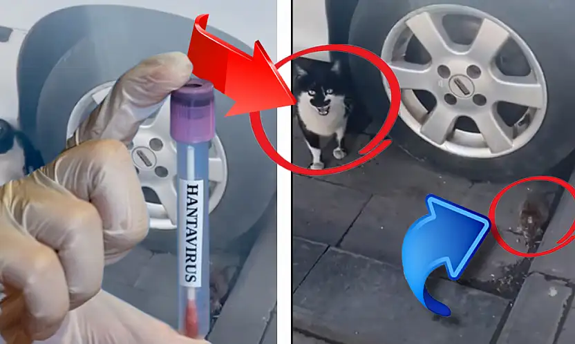 Hantavirüs gündemdeyken, bu görüntü Kayseri'de çekildi! Kedi, fareye neden bir şey yapmıyor?