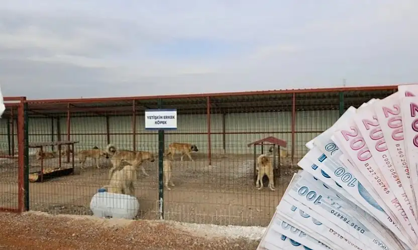 Kayseri'ye 20 dönümlük hayvan barınağı! Bakın kaç milyon TL'ye yapılacak?