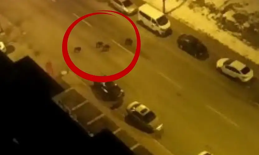 Kayseri'de aç kalan yaban domuzları merkeze indi