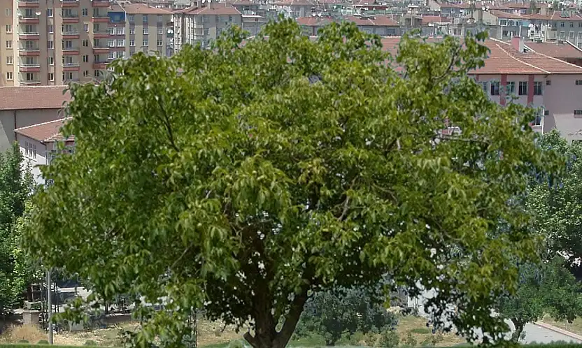 Kayseri'de ceviz ağacından düştü, hayatını kaybetti