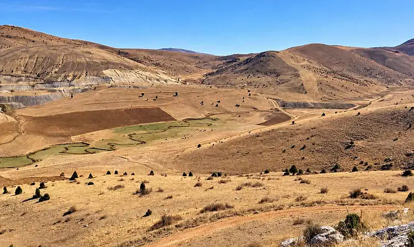Kayseri'de çiftçileri bezdirdiler! Araziye çıkıldı, 75'i vuruldu