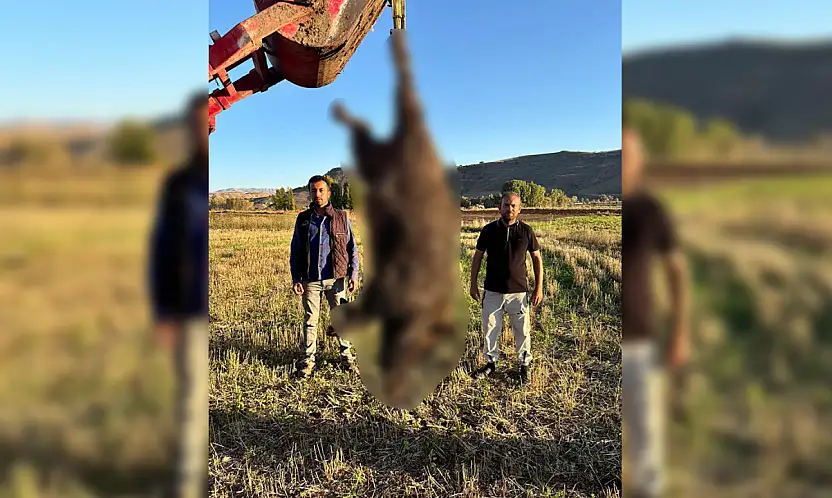 Kayseri'de çiftçilerin başına bela olan 300 kiloluk dev tehlikeyi özel ekip etkisiz hale getirdi