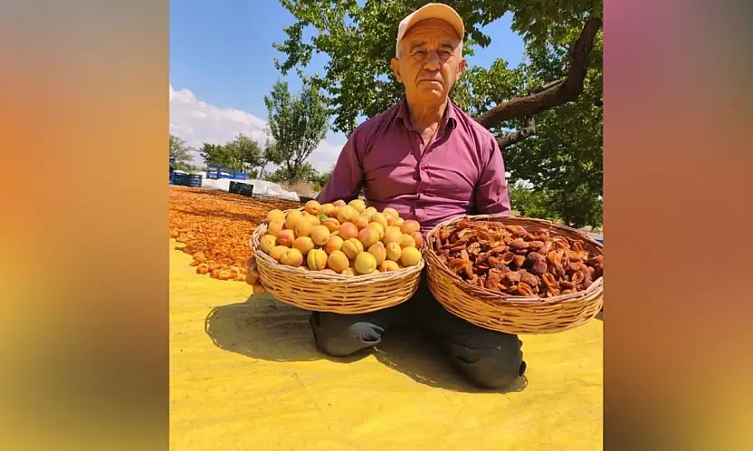 Kayseri'de hasat zamanı başladı! Bahçesi Malatya'yı aratmadı