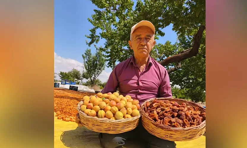 Kayseri'de hasat zamanı başladı! Bahçesi Malatya'yı aratmadı