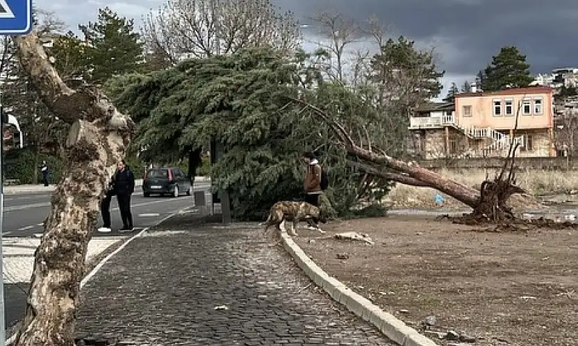 Kayseri'de kuvvetli fırtına ağaçları kökünden söktü