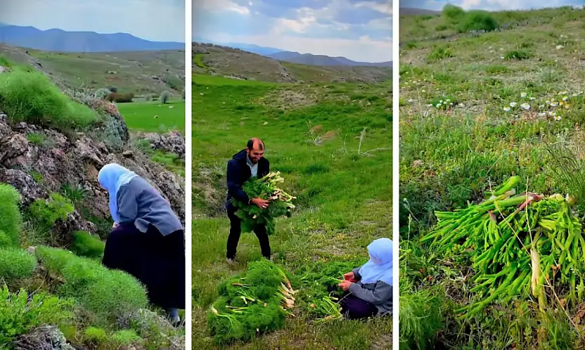Kayseri'de şifa dağıtan ot! Doğada kendiliğinden yetişiyor, çok az kişi biliyor