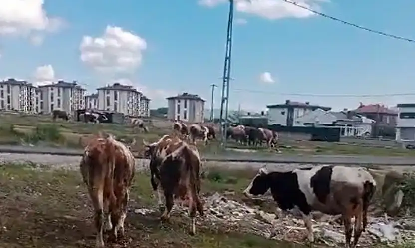 Kayseri'de vatandaştan 'inek' tepkisi!