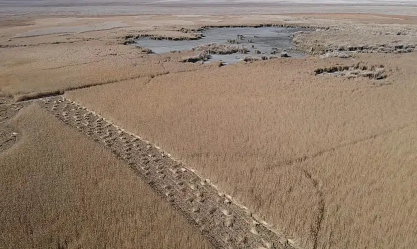 Kayseri'de yetişiyor... Almanya'dan İngiltere'ye lüks otellerde bakın ne için kullanılıyor