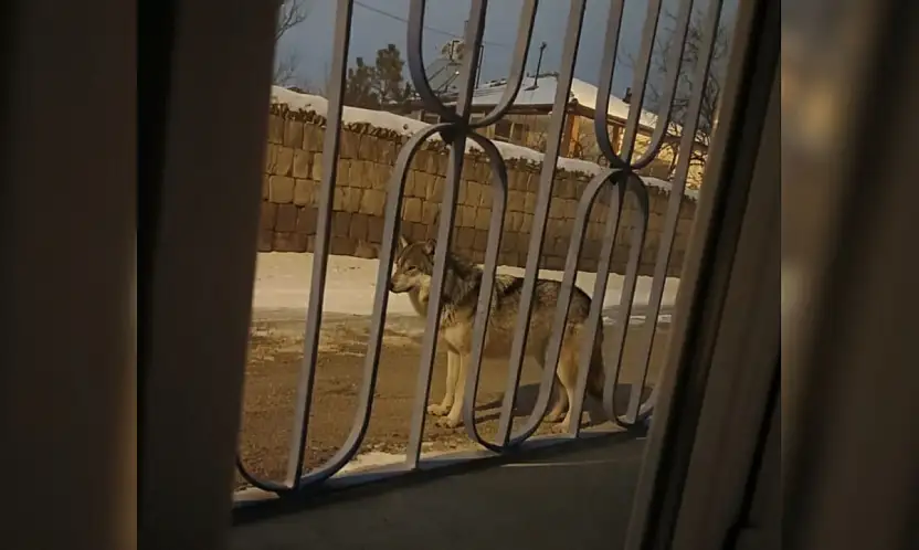 Kayseri merkeze 6 km uzaklıktaki o mahallede kurt görüldü!