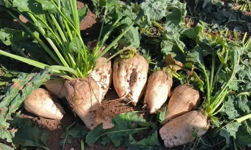 Kayseri Şeker'den çiftçiye 200 milyon destek