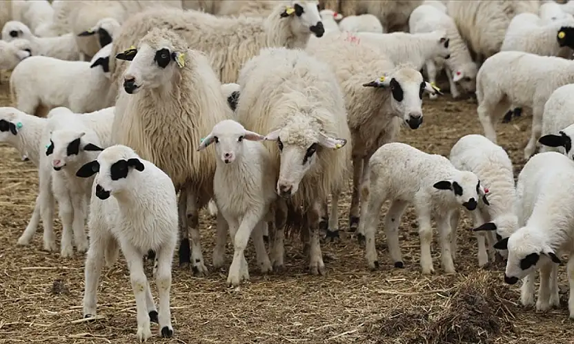 Küçükbaş hayvancılıkta Kayseri'den dikkat çeken yükseliş