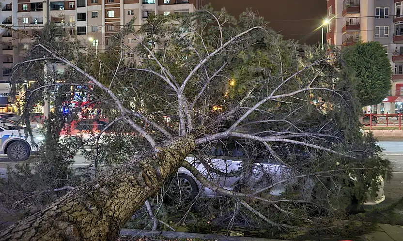 Meteoroloji Uyarmışt! Şiddetli rüzgar ağacı kökünden söktü