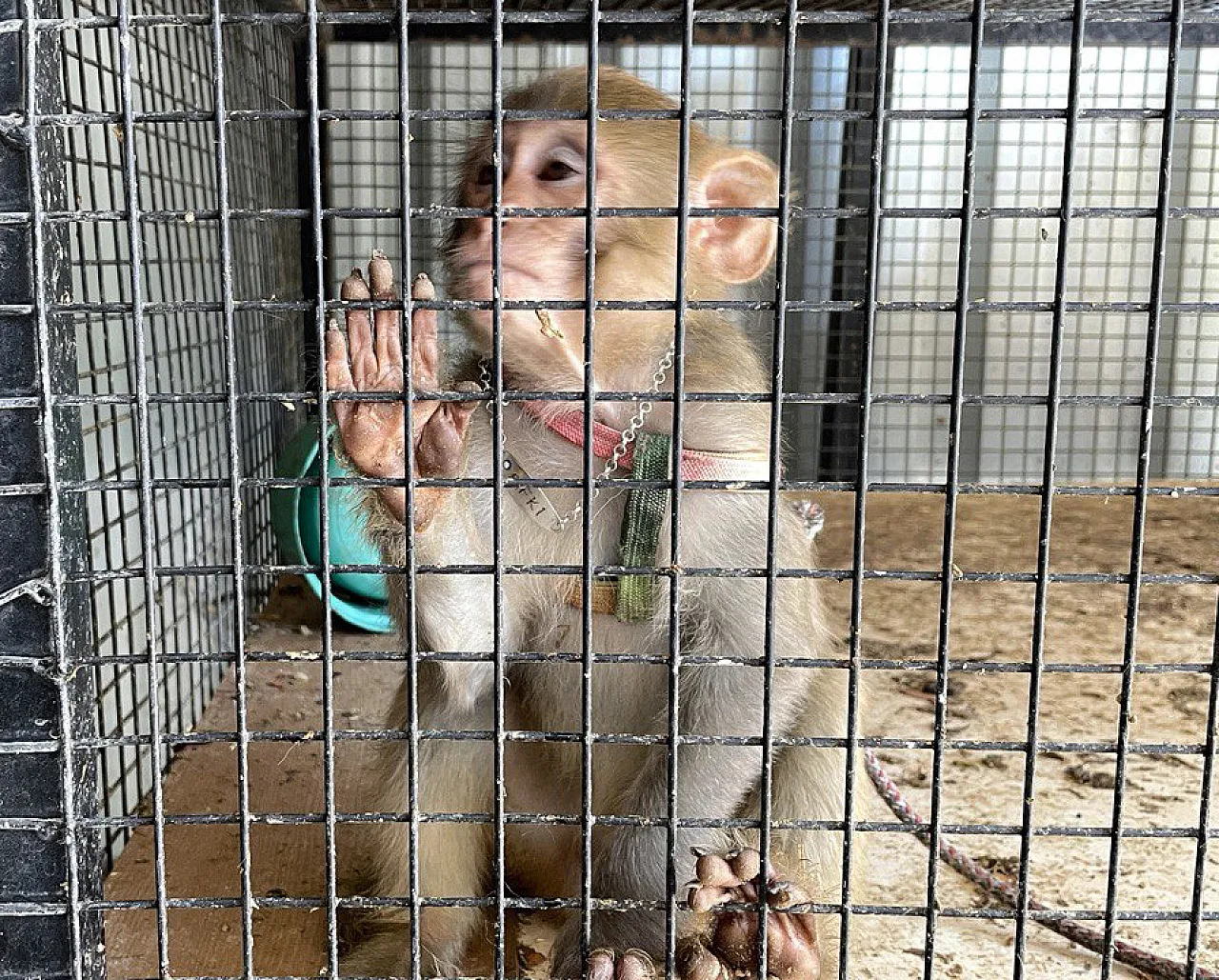 Yakalanmasalardı bu örümceği yurda sokacaklardı!