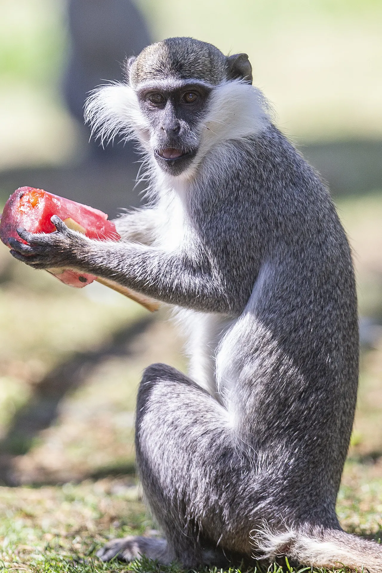 Hayvanların meyve keyfi!