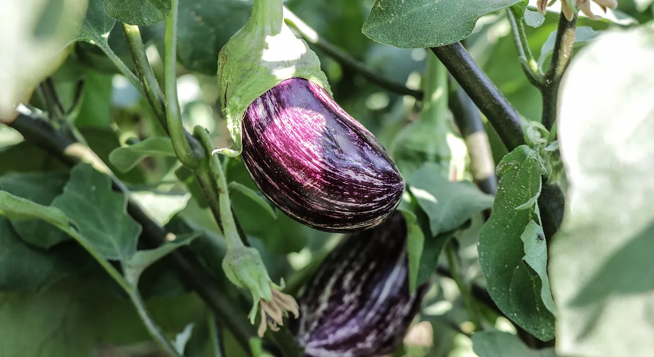 Tescilli 'Pijamalı patlıcan' 50 çeşit şekilde değerlendiriliyor