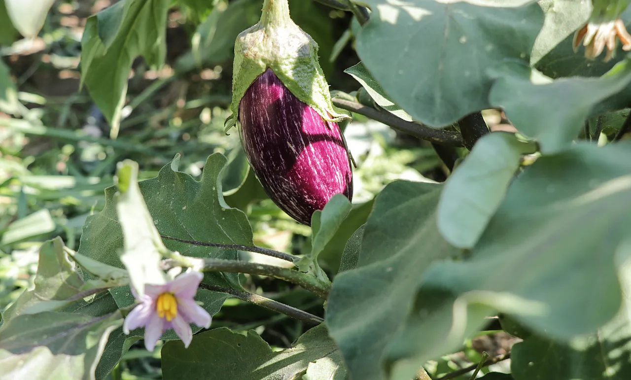 Tescilli 'Pijamalı patlıcan' 50 çeşit şekilde değerlendiriliyor