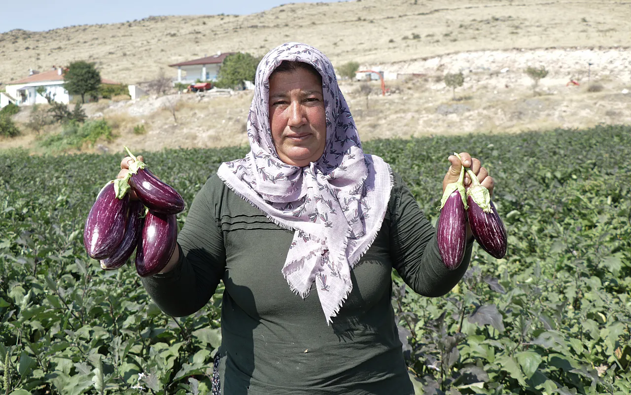 Tescilli 'Pijamalı patlıcan' 50 çeşit şekilde değerlendiriliyor