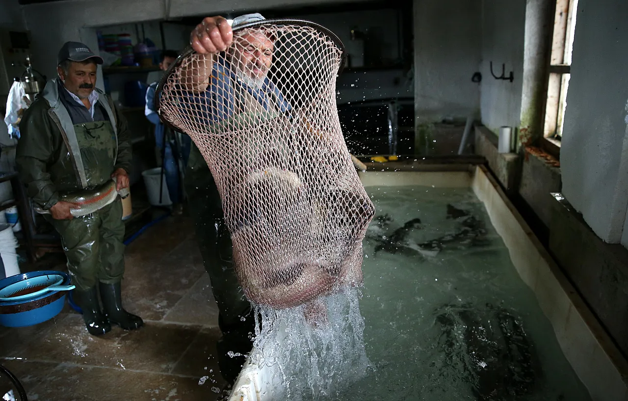 Pınarbaşı'na balık piyangosu...