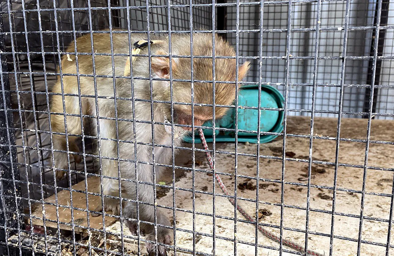 Yakalanmasalardı bu örümceği yurda sokacaklardı!