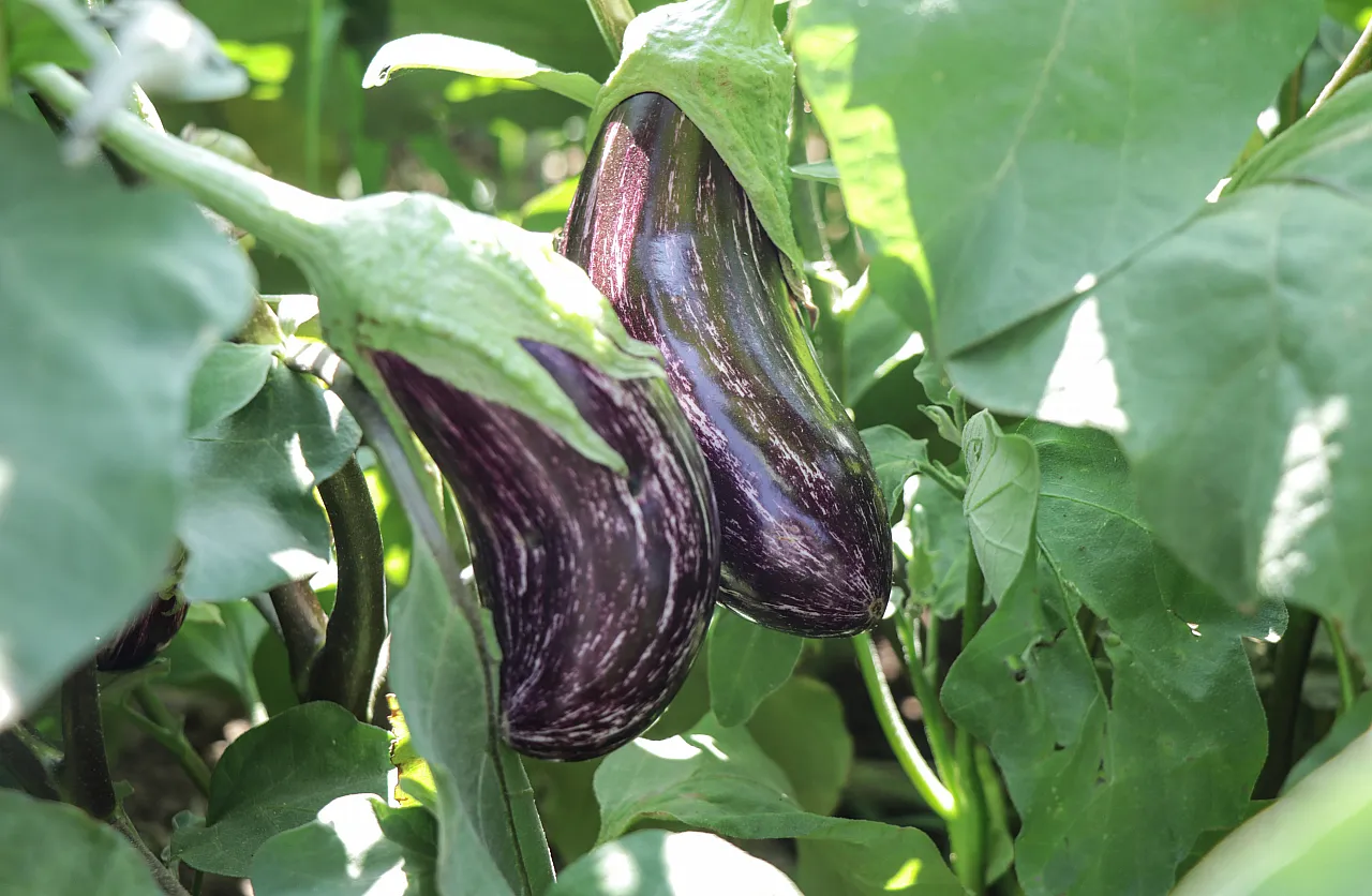 Tescilli 'Pijamalı patlıcan' 50 çeşit şekilde değerlendiriliyor