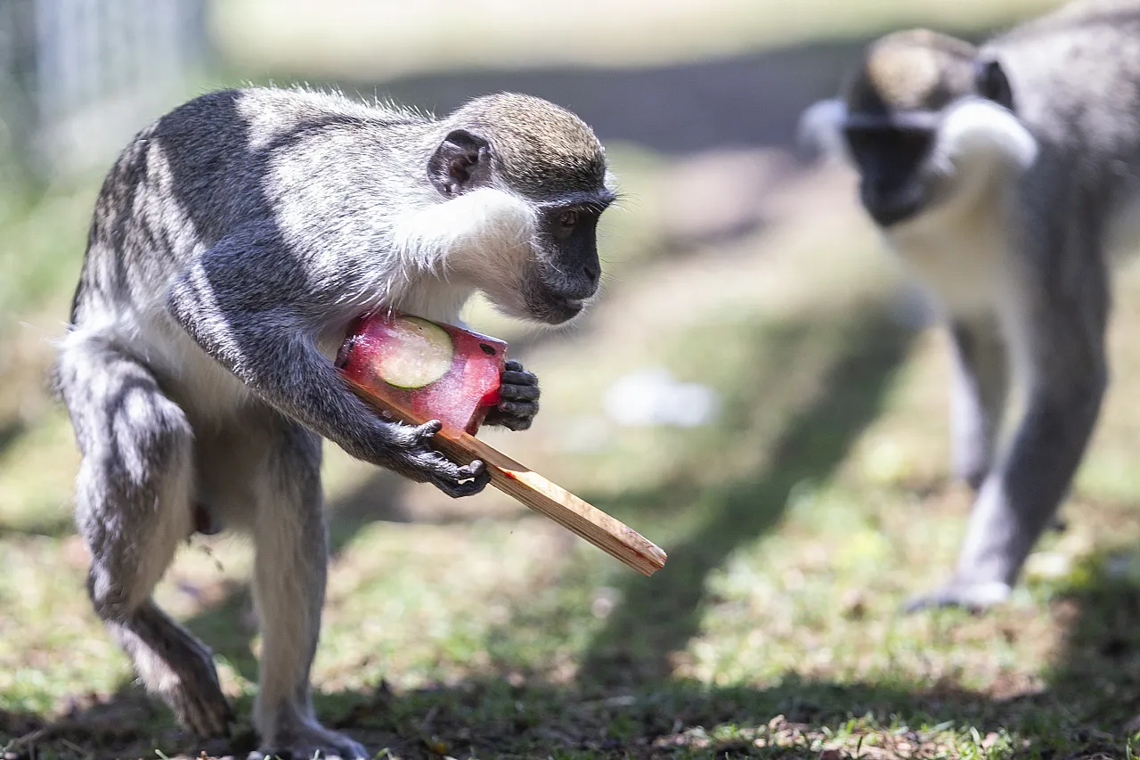 Hayvanların meyve keyfi!